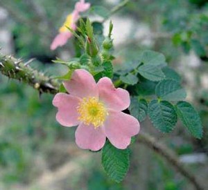 Sweet Briar rose - known for its thorns is also a symbol of the College whose motto is "She who has earned the rose may bear it"