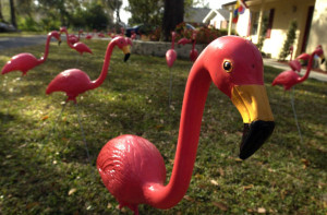 Determined flamingo