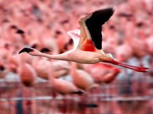 Flamingo in flight (image: National Geographic)