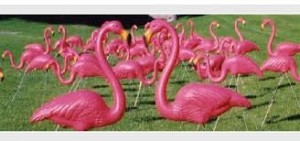 Flamingos flock together.