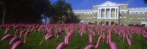 Flamingos "flock" at the University of Wisconsin Madison, voted to be the official "state bird".