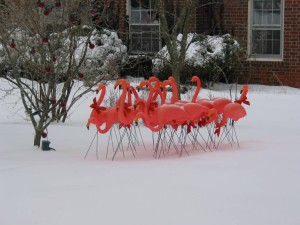 Flamingos on the lawn of the late Jennifer Crispen.