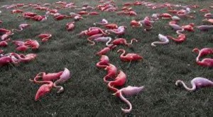 flamingos dead